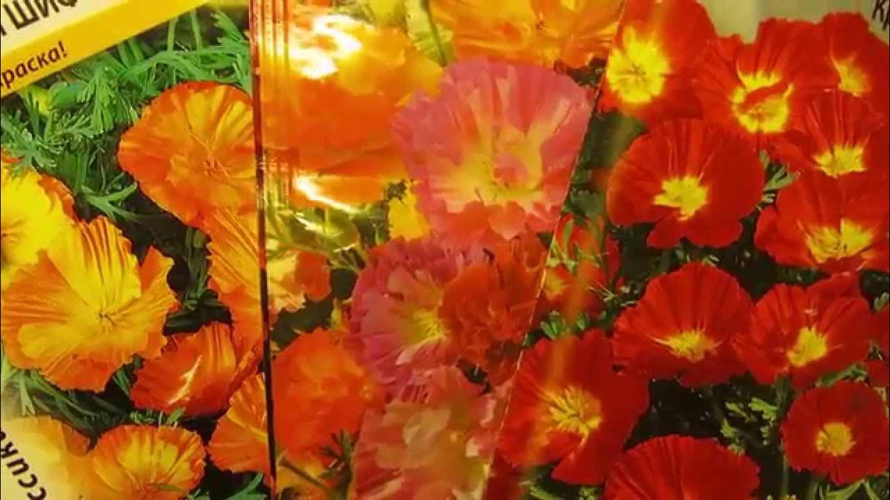 Прекрасная эшшольция - мак калифорнийский. - YouTube