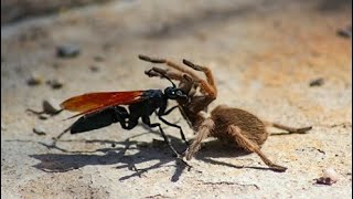 Dracula Wasp &amp; Spider Attack - Siyah Yaban Arısı Örümceği Öldürdü