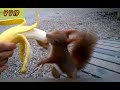 Woman feeds banana to squirrel with her hands in viral video