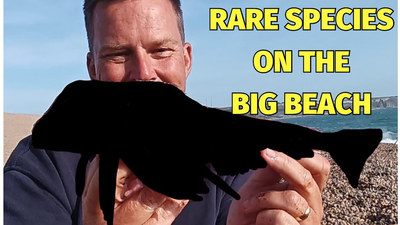 RARE Species Caught At The BIG Beach Chesil Beach South Coast Beach rare-species-caught-at-the-big-beach-chesil-beach-south-coast-beach