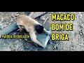 MAJOR E DEIZANO - O MACACO GARAPA