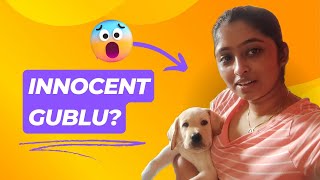 গুবলু এ কি কাণ্ড ঘটালো !!! #gublu #dog #doglover #puppy #puppylife #dailyvlog #vlog #banglavlog