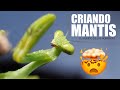 CRIANDO MANTIS sin tener ni idea ! Construir el hábitat, alimentación y comportamiento.