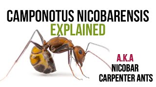 Everything You Have To Know About Camponotus Nicobarensis Ants
