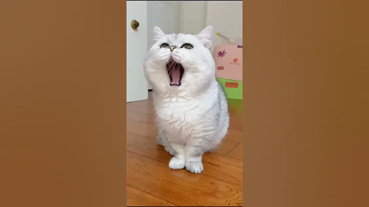 Watch the video about Aww Cute Cats tutorial & Meowing Meow Kittens & Funny Meow Cat #shorts #catvideos