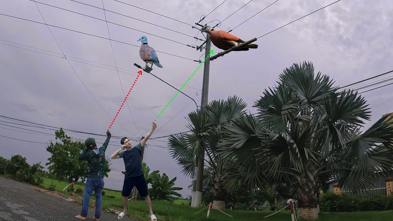 Cùng A Vinh làm mớ cu ngói đỏ thịt thơm ngon về xào sa tế núp lùm cùng team | Đảm Nguyễn