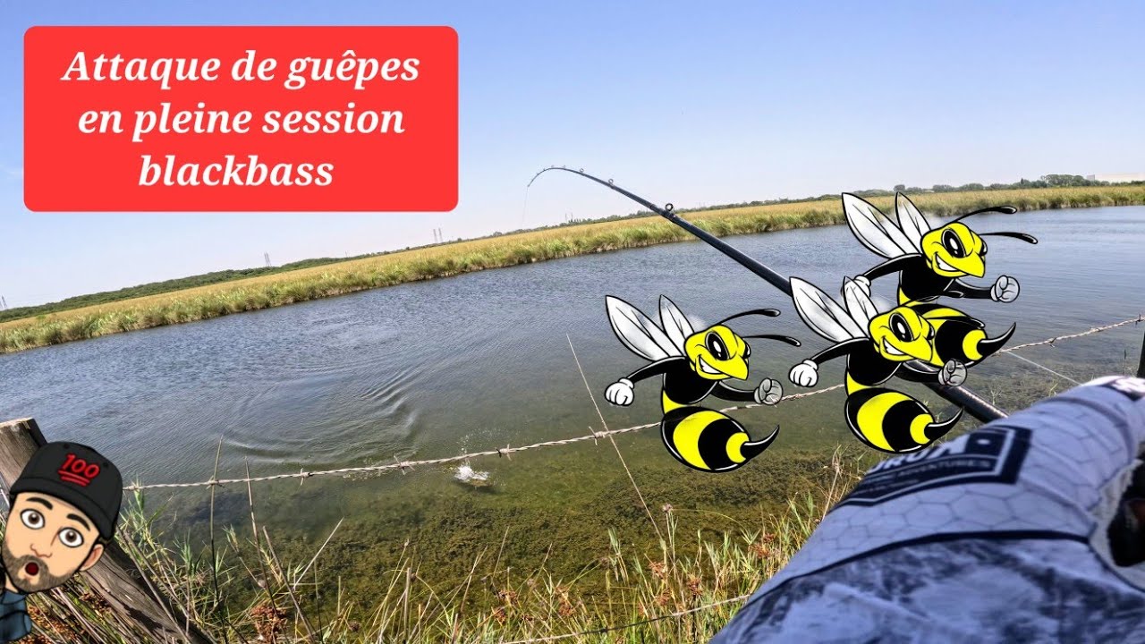 Attaque de guêpes pendant une session BlackBass YouTube — free download