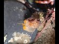 A spotted cowrie trivia monacha with its mantle wrapped almost entirely around its shell shorts