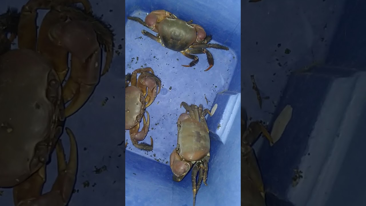 How to catch Crab Part 3 YouTube