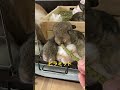 【初めての】うさぎの赤ちゃんにチモシーの恵あげてみた #shorts