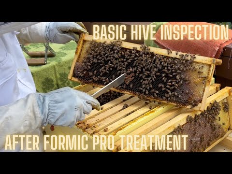 Basic Hive Inspection