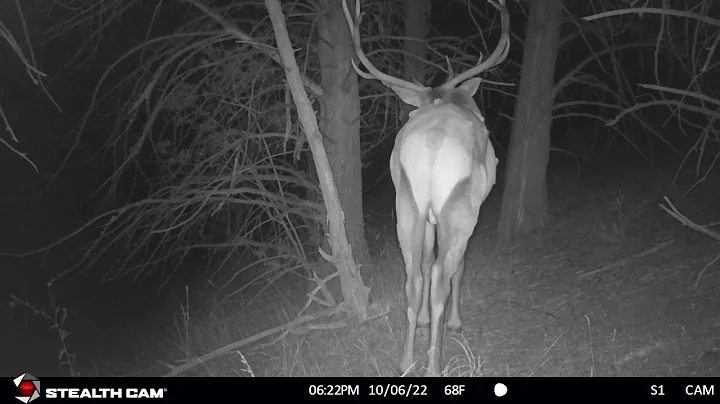 Bull elk out for late night stroll