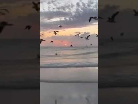 فؤاد شغوف إلى ربه انشودة جميل الوجود حالات واتس