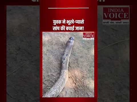 युवक ने भूखे-प्यासे सांप की बचाई जान, इंसानियत की मिसाल देख भावुक हो जाएंगे!
