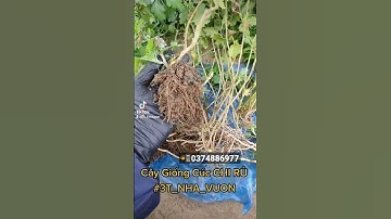 [3T_TV] Review cây giống cúc chi rủ trước khi gửi cho khách #sỉ_lẻ_cây_giống_cúc_chi_rủ #cúc_chi_rủ