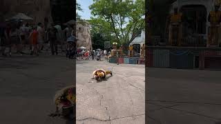 African Village Band Crazy Dance In Animal Kingdom