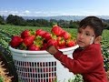 Strawberry Patch Field trip