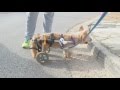 Βαρδαξόγλου Αλέξανδρος o κτηνίατρος που κατασκευάζει αμαξίδια σκύλων και τρέχει για καλό σκόπό