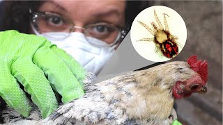 Chicken MITES and LICE! 😭😱 The BEST Natural Treatments ❤️🐔