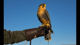 Falconry: Bells and Telemetry