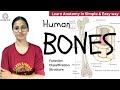 All 206 bones in human  axial  appendicular skeleton system  bpt classes