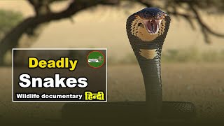जमीन और पानी मे रहने वाले Deadly Snakes - हिन्दी डॉक्यूमेंट्री _ Wildlife @NatureOfEarthHindi
