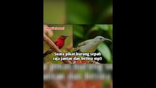 Suara pikat burung Kolibri sepah raja jantan dan betina mp3