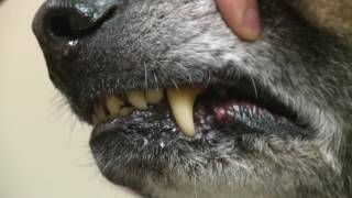 Wright Patt Vet Clinic