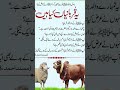 #cow #eiduladha2023 #shortvideo #eidmubarak #qurbani2026