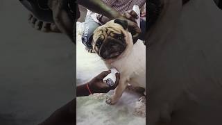 Pug Dog  Grooming ❤|| #pug #dog #shorts #viral #grooming