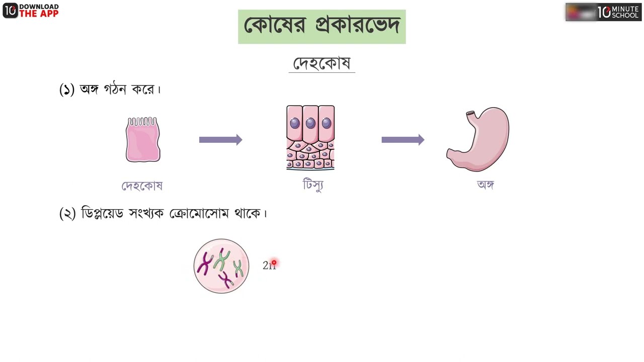 অধ্যায় ১ : কোষ ও এর গঠন - কোষ পরিচিতি ও কোষ প্রাচীর