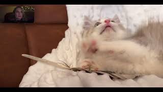 FaceTime Call with a Kitten by Velvet RagaMuffin Kittens 174 views 3 months ago 3 minutes, 14 seconds