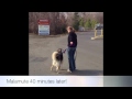 Malamute Before/After Heel! Dog Training NC, VA, DC, MD Malamute Before/After Heel! Dog Training NC, VA, DC, MD