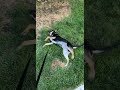 Rolling in the grass #puppy #lifeisbutadream #dog #dogshorts #cute #goodvibes #puppylove #happypup