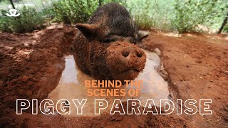 Welcome to Piggy Paradise at Best Friends Animal Sanctuary