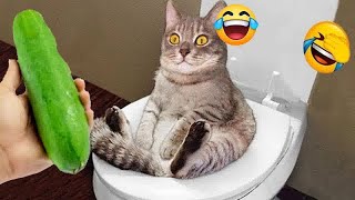 Hilarious Cats and Dogs 😻 Funniest Animals 2024 🐶