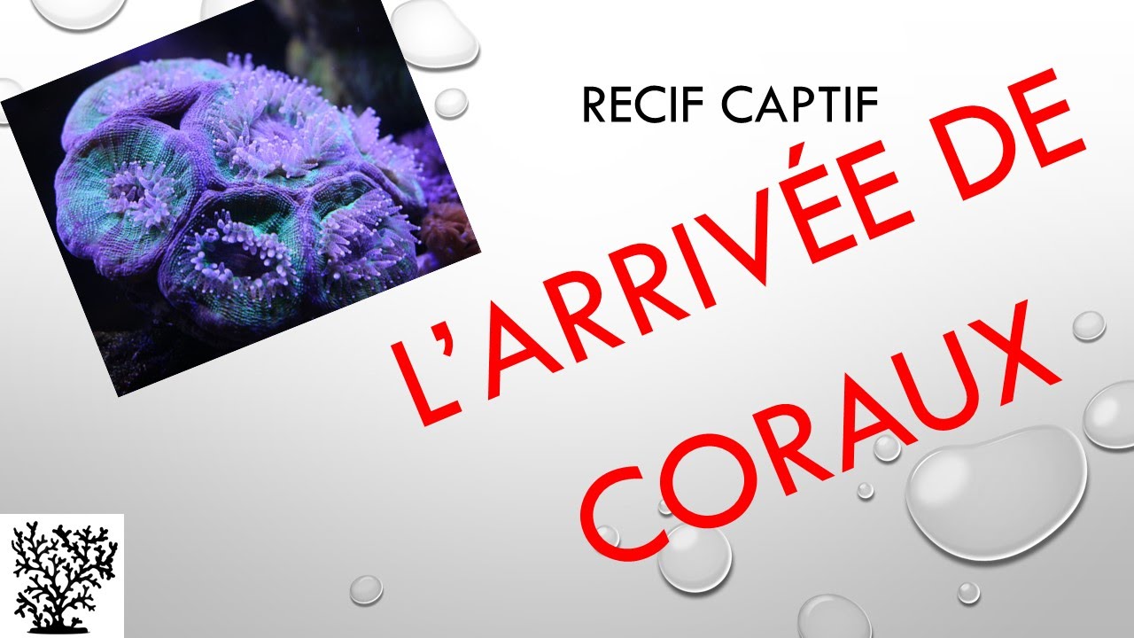 Gérer l'arrivée de coraux en évitant  les parasites (Coral RX) - Mr Recif Captif #60
