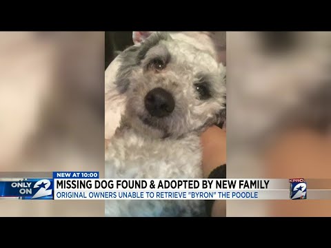 Video: Stratený pes dostane prijatá nová rodina, zatiaľ čo stará rodina stále hľadá