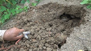 Một Cái Hang 3 Con Mẹ 15 Rắn Con 1 Ổ Trứng Khủng Khiếp | Mười Thương SB_ Tập 112