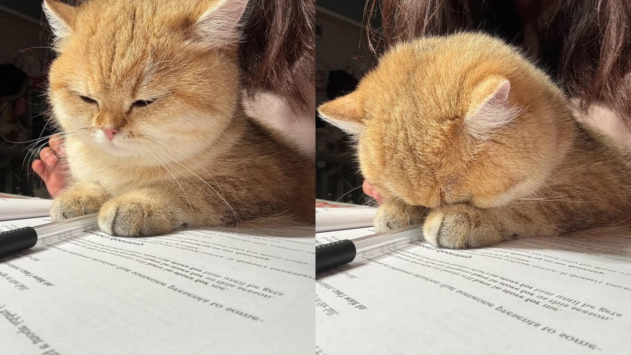 Cats Just Doing What Cats Do Best 🤣Funny Cats Videos 2025 🐱 Part 4