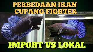 PERBEDAAN IKAN CUPANG ADU ( LOKAL VS IMPORT )!!¡!