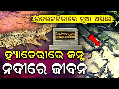 Crocodile Conservation In Bhitarkanika | Hatchery Success | Crocodile Hatchery | Argus News