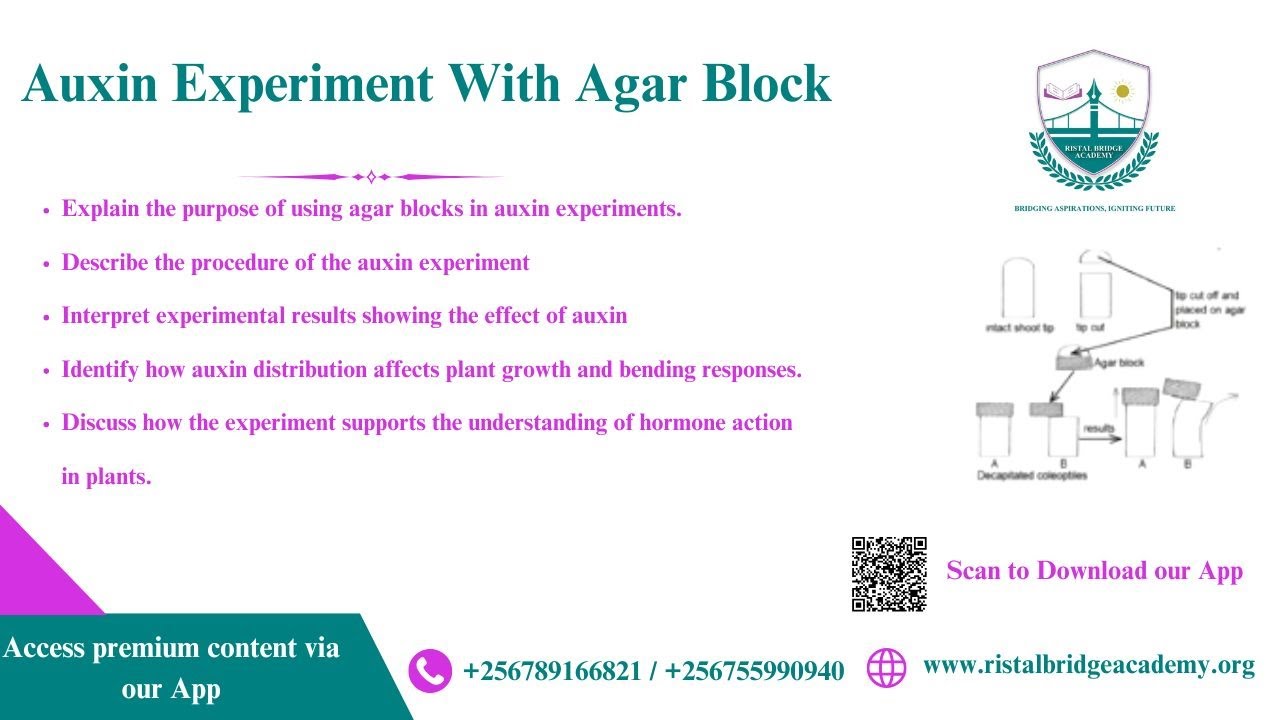 Auxin Experiment With Agar Block - YouTube