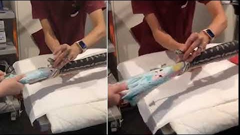 Sydney Vet pulls a beach towel from a python