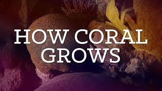How Coral Grows | Diorama | PBS Digital Studios screenshot 3