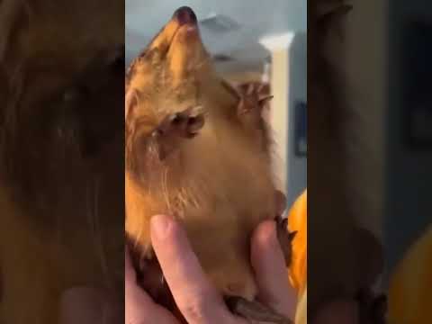 теперь вы знаете как кричит малыш броненосец #shorts