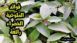 فوائد الملوخية الخضراء فوائد لا تعد والامراض التى تعالجها الملوخية الخضراء  ستبهرك