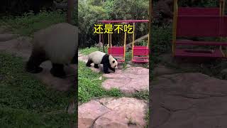 Panda On A Mission Finding Food