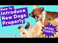 Introducing New Dogs In Your Home