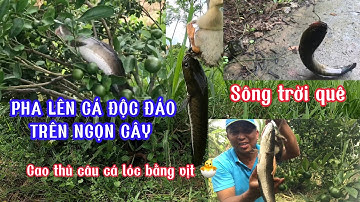 PHA LÊN CÁ ĐỘC ĐÁO…LÊN CÁ TRÊN NGỌN CÂY-cao thủ câu cá lóc bằng vịt 🐣 @songtroique758